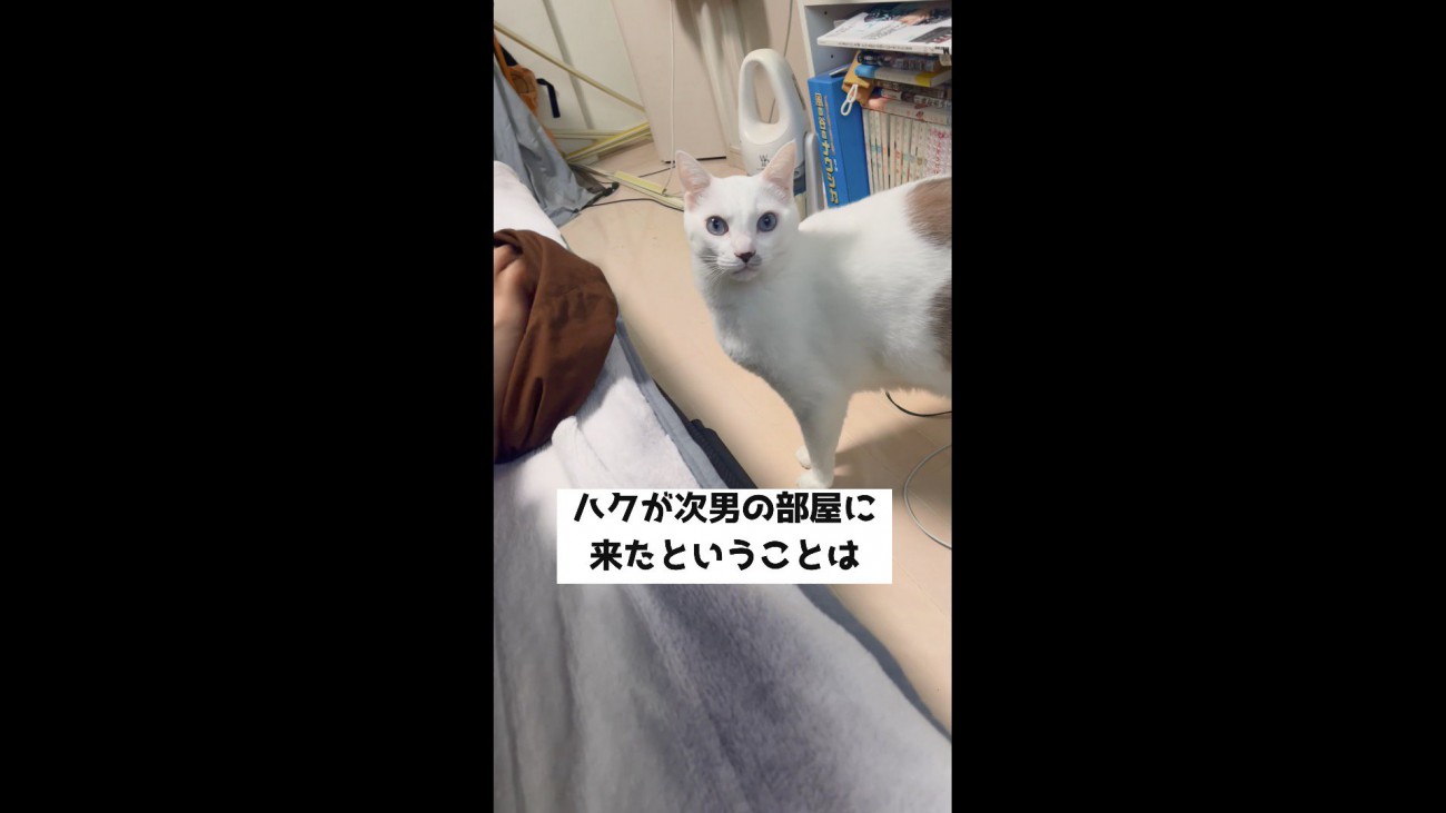 部屋へきたハクくん