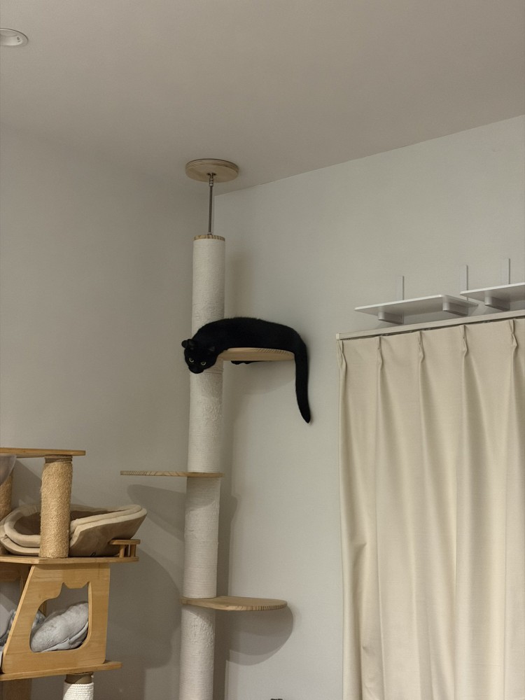 キャットタワーを遠くから見た様子