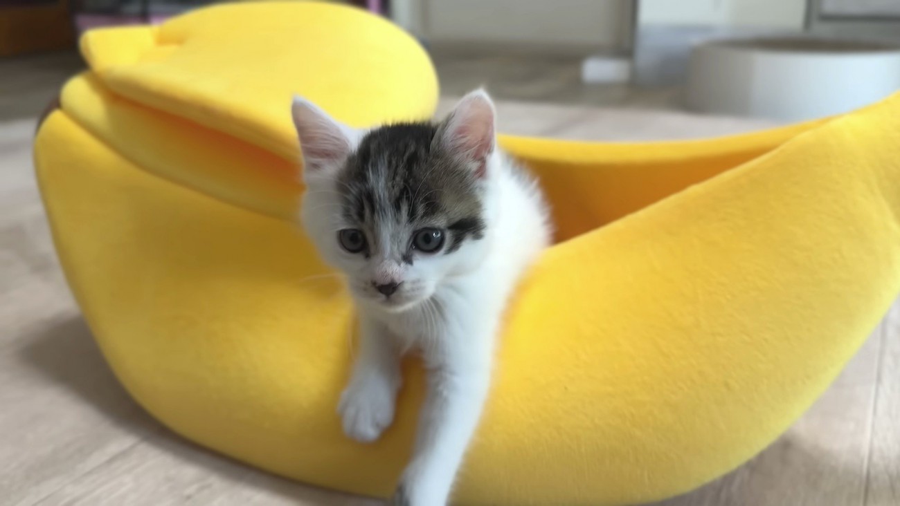 バナナベッドで遊ぶ写真2