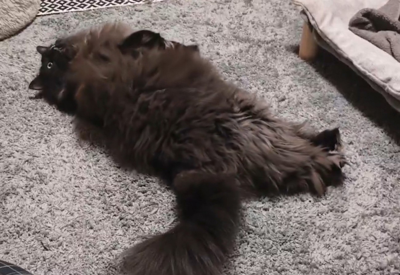 寝ながら目を見開く猫