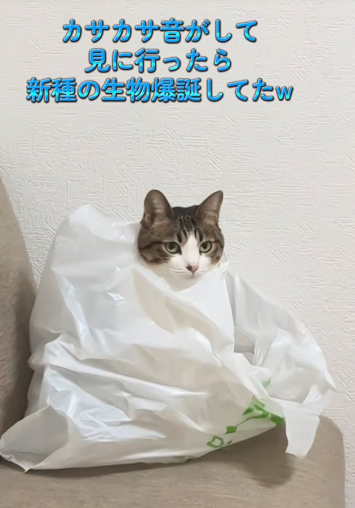 袋に入る猫