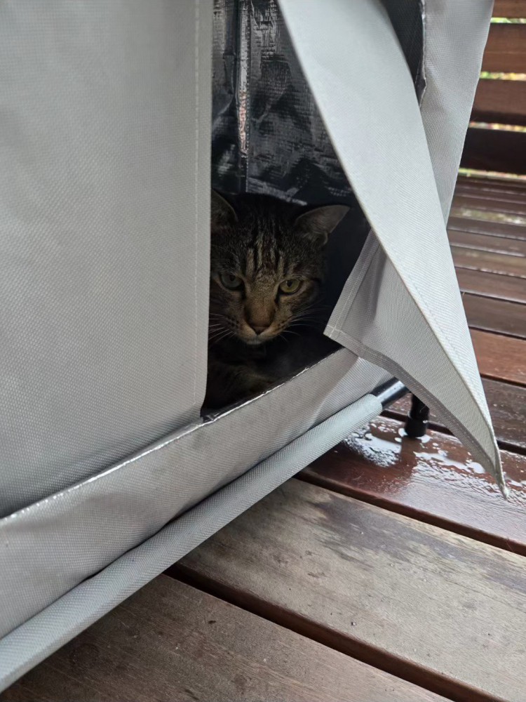 ハウスの中にいる猫