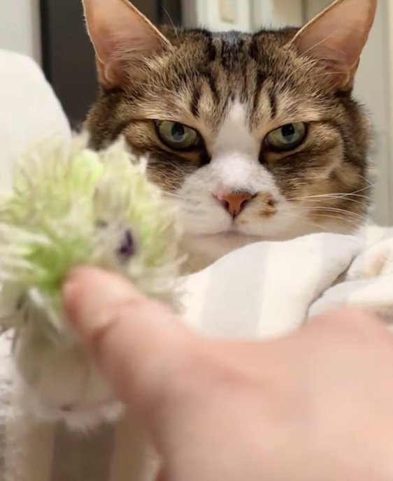 猫の前脚に置かれたオモチャを触る人