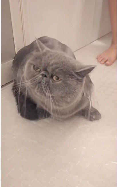 シャワーを浴びている猫