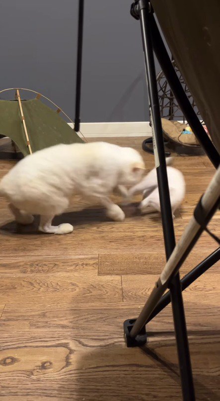 子猫を追いかける成猫