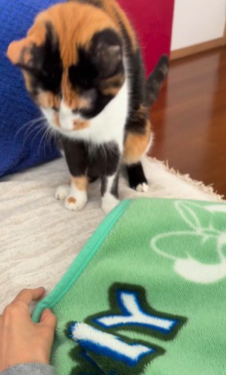 毛布の前でお座りする猫