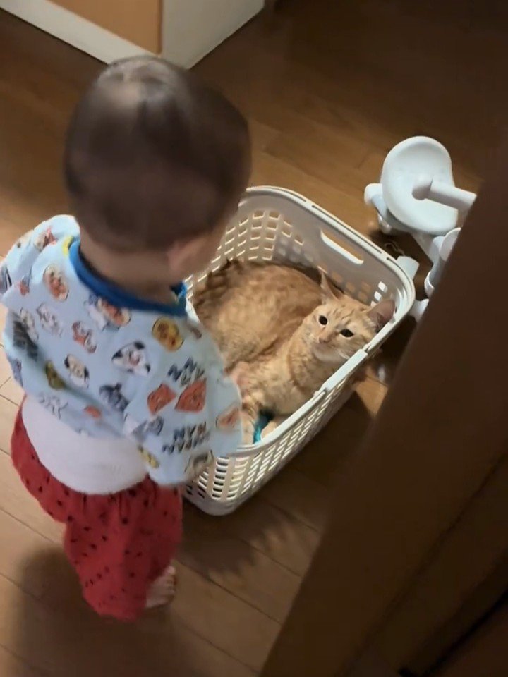 かごの中にいる猫