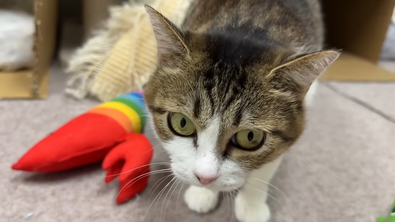 向かってくる猫