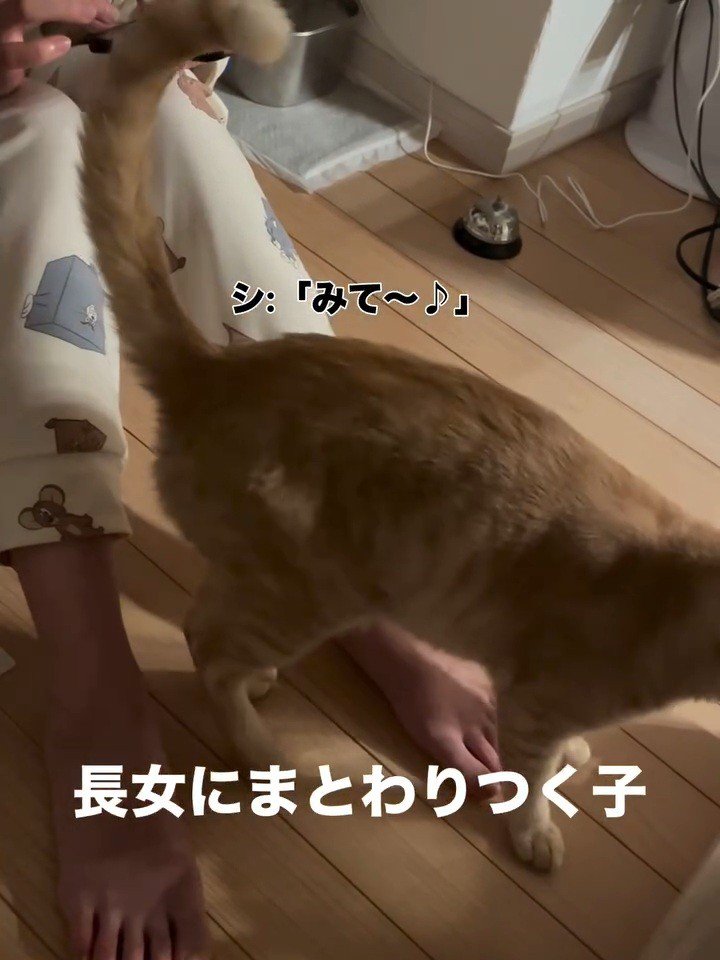 人にお尻を見せる猫