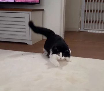 身体を低くして尻尾を上げる猫