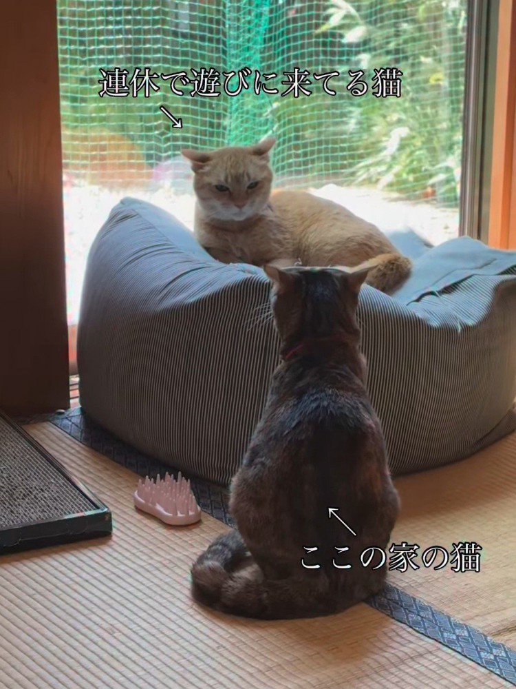 クッションに座る猫と畳に座る猫