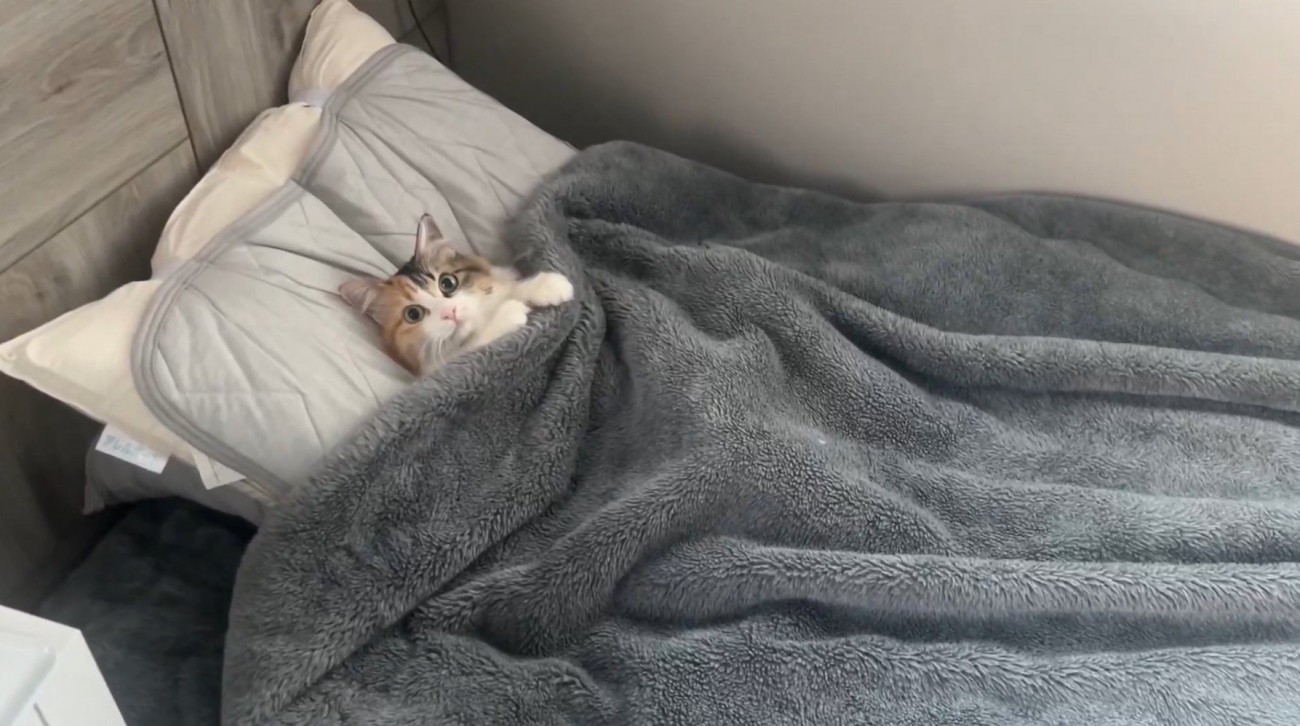 飼い主のベッドで仰向けに横になる猫