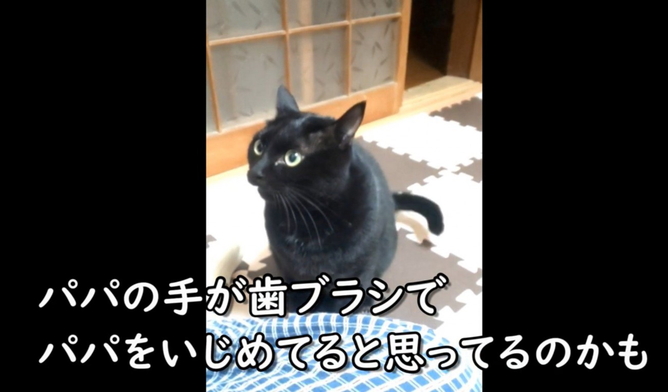 おこる猫