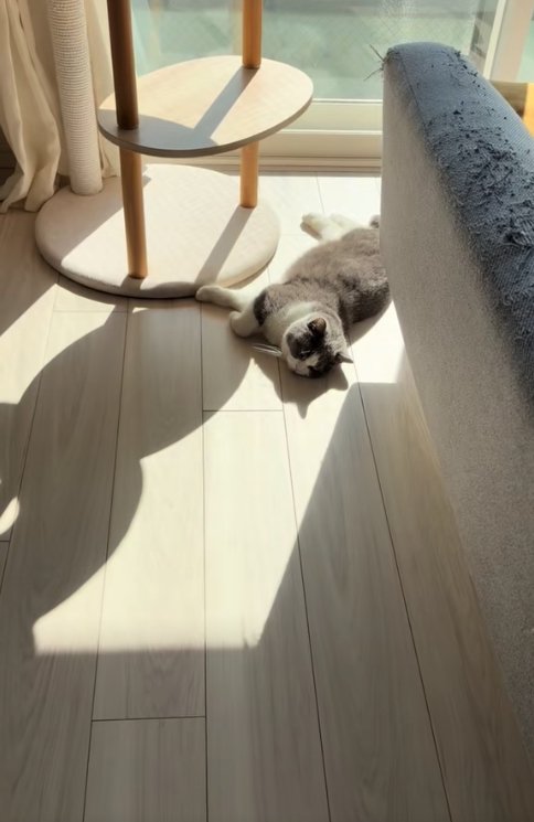 掃き出し窓の近くで日向ぼっこをする猫