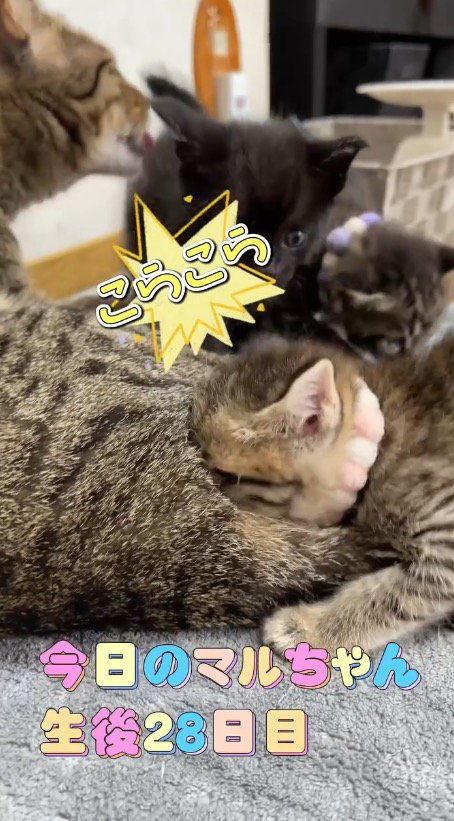 成猫の体に顔を埋めるキジトラ柄の子猫