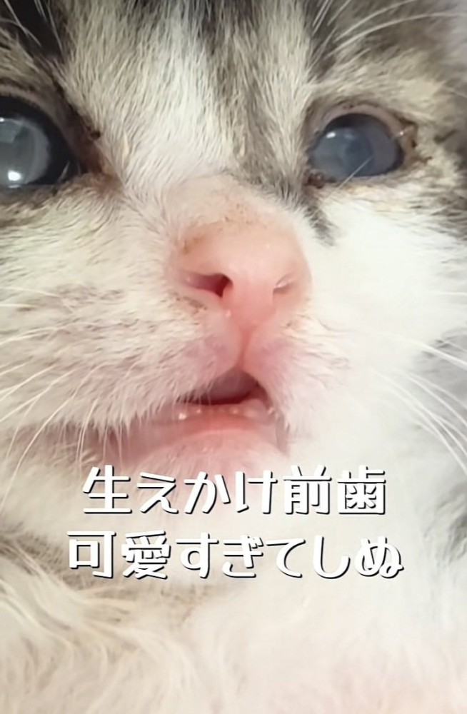 毛布の上で仰向けに寝る赤ちゃん猫のアップ