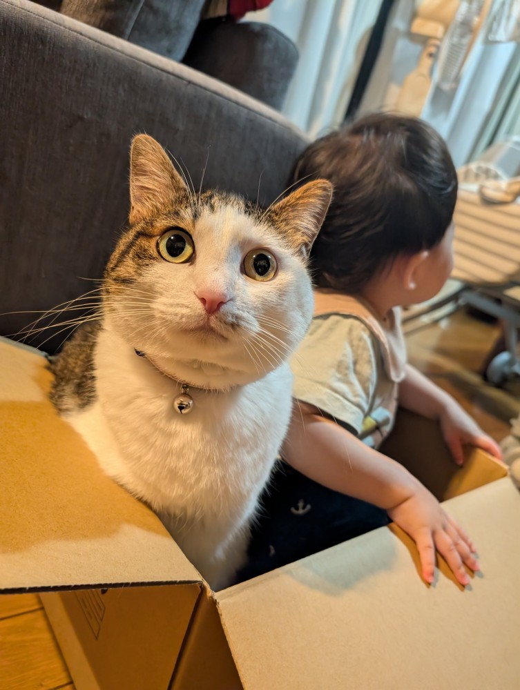 箱に入る子供と猫