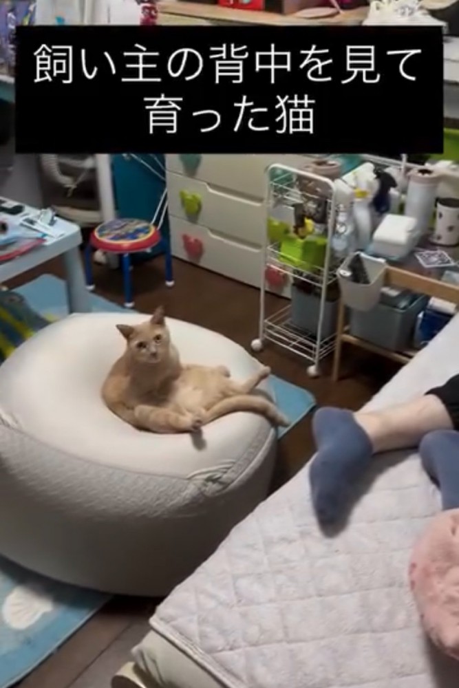 人間のように座る猫