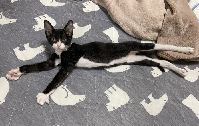 子猫
