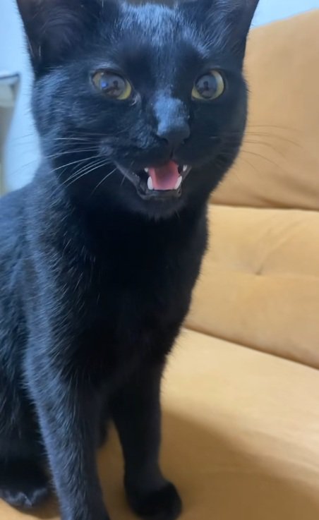 飼い主の前に座って返事をする黒猫