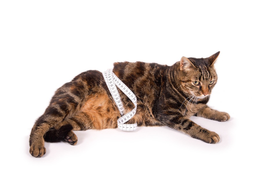 ぽちゃ猫ちゃんのダイエット企画！３つの方法を試してみよう！
