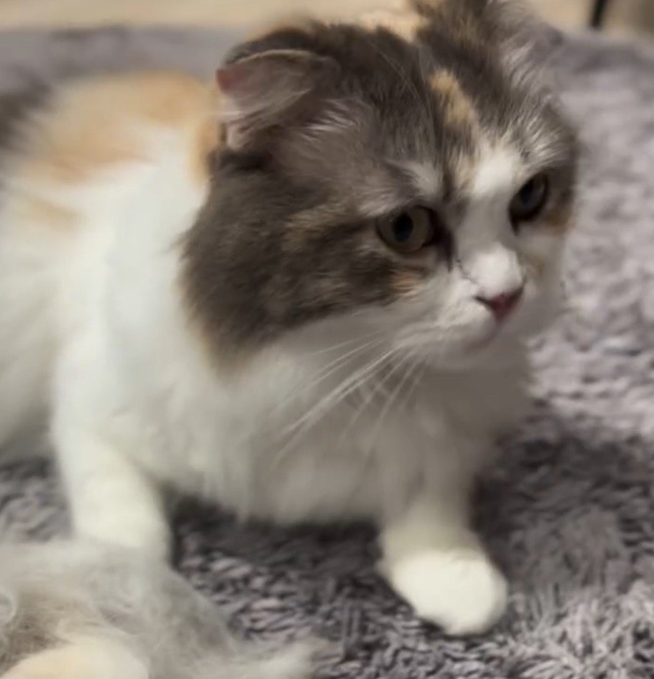 ブラッシングで抜けた毛の前に座って遠くを見つめる猫