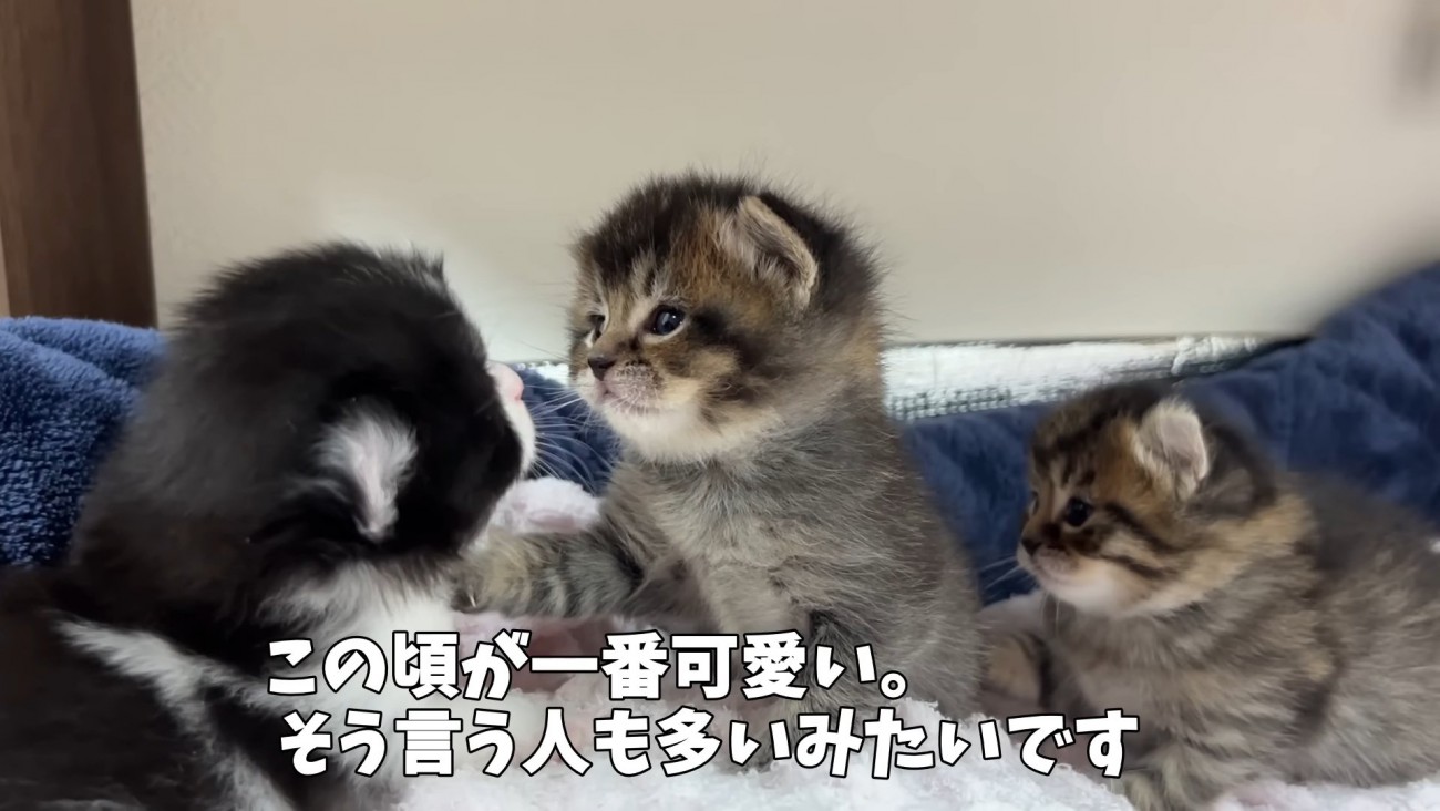 3匹の子猫