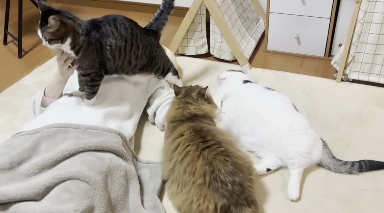 お母さんのそばに群がる猫達