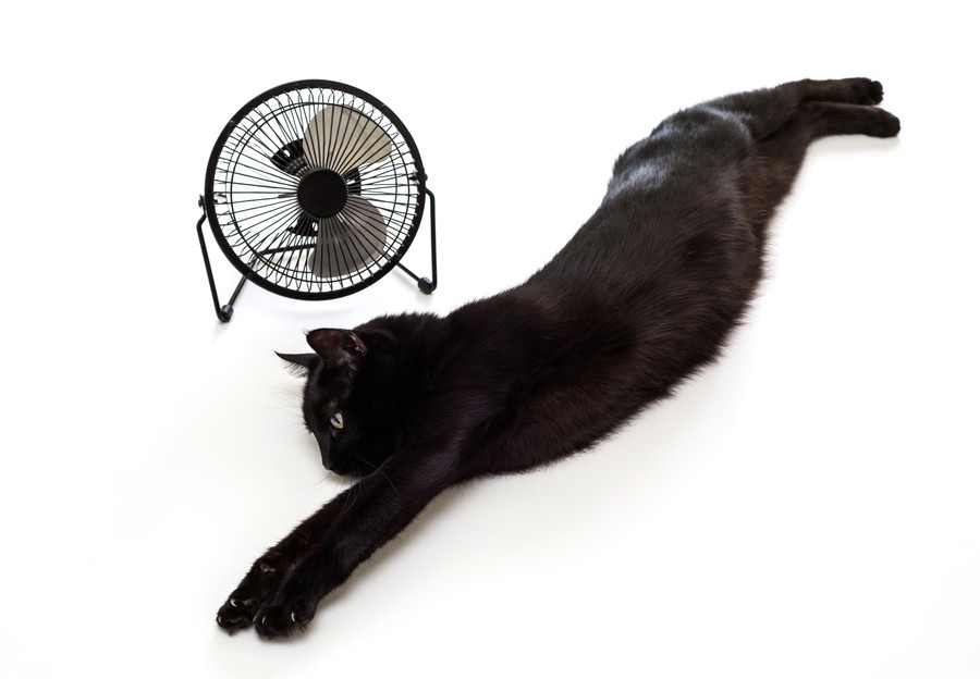 猫の夏バテを防ぐ4つの対策とおすすめひんやりグッズ