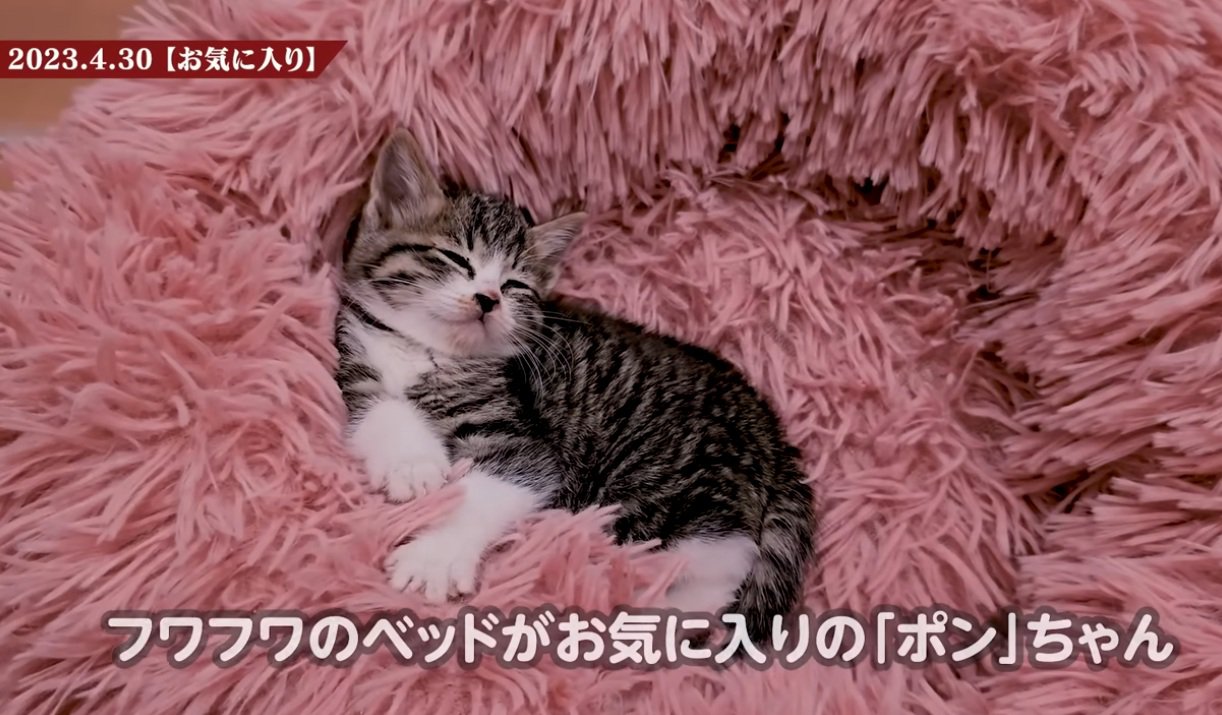 ふわふわのクッションで寝る子猫