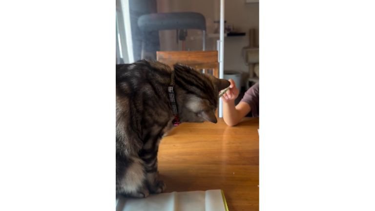 猫と女の子