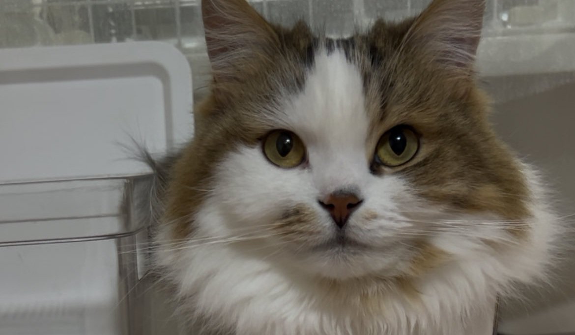 ケースに入った猫の顔