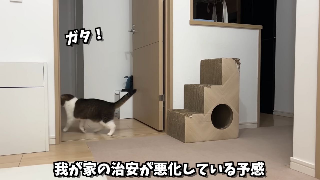 部屋に入ろうとする猫