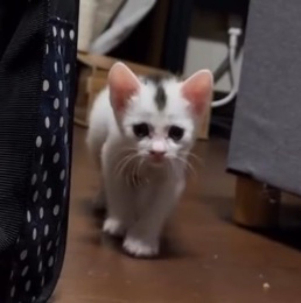 ゆっくりと飼い主に近づいてくる子猫