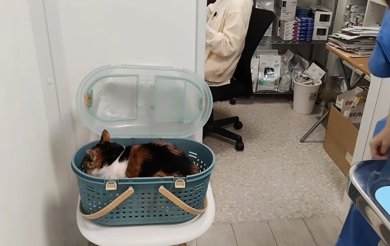 キャリーバッグの中に体を丸め込む