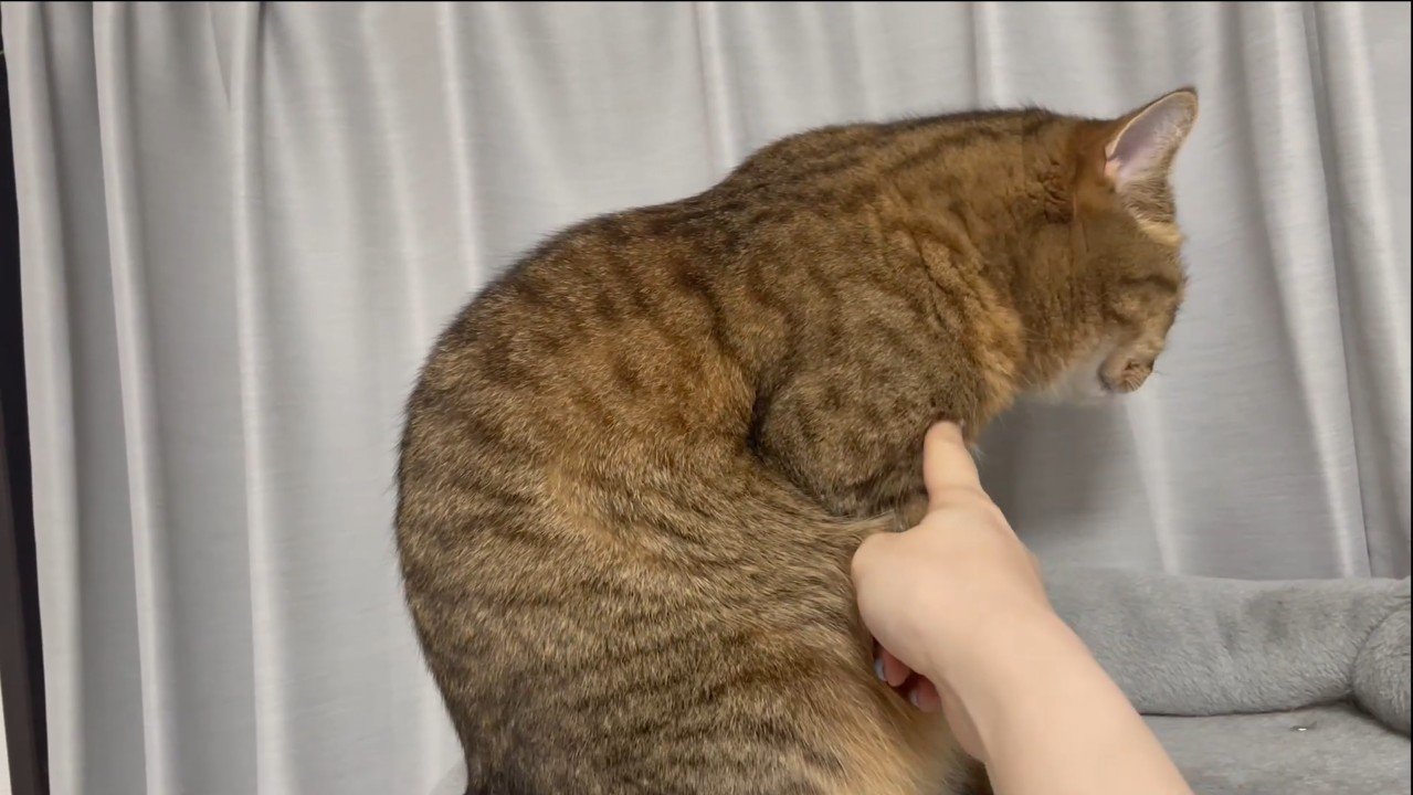 前足に指