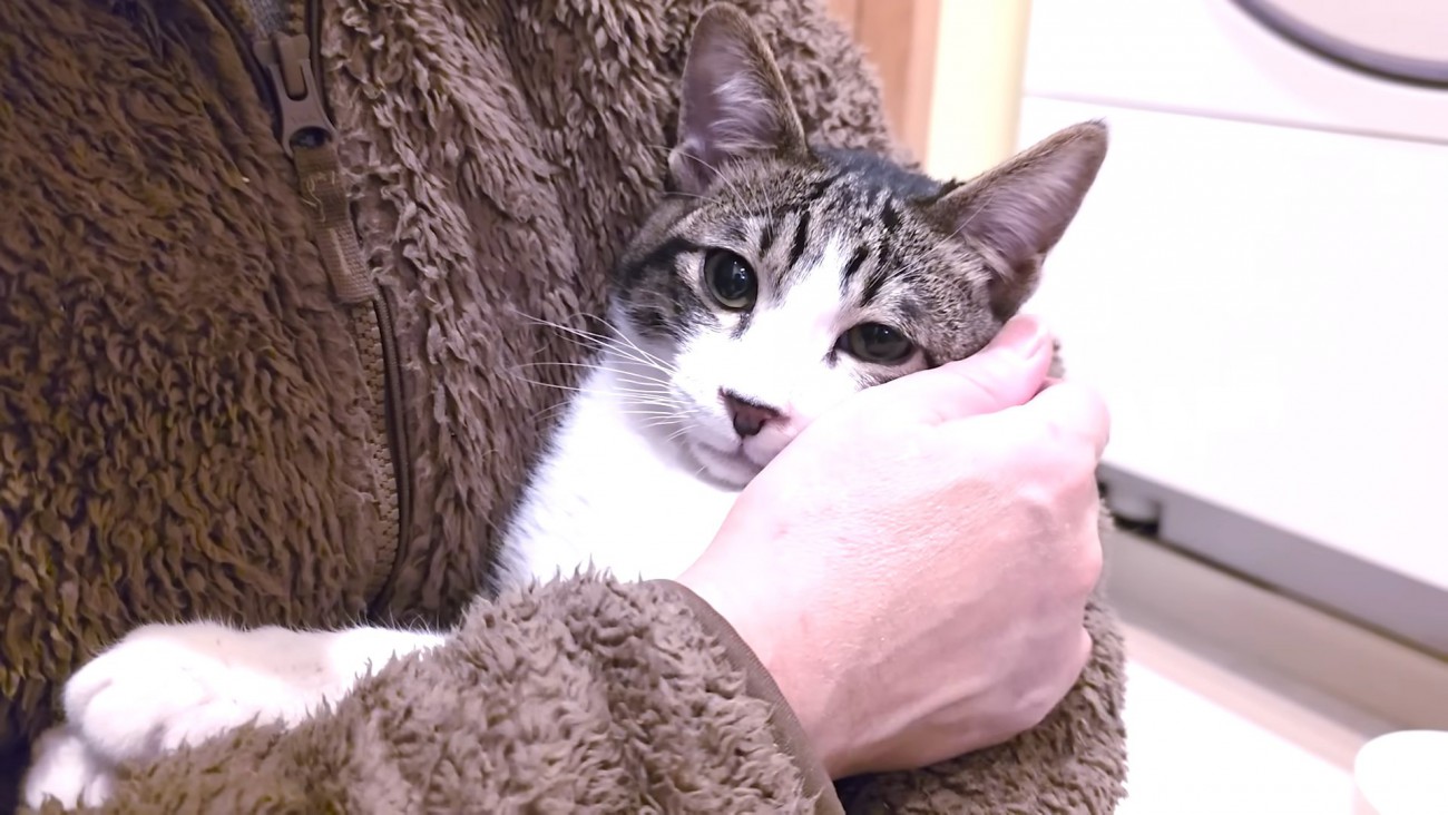 抱っこされる子猫