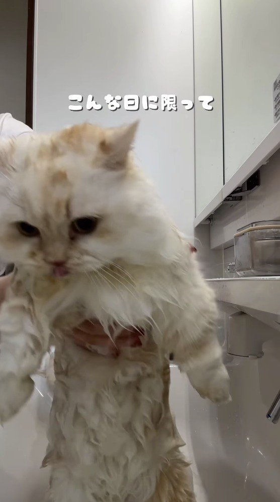 飼い主によって洗面台に戻される猫