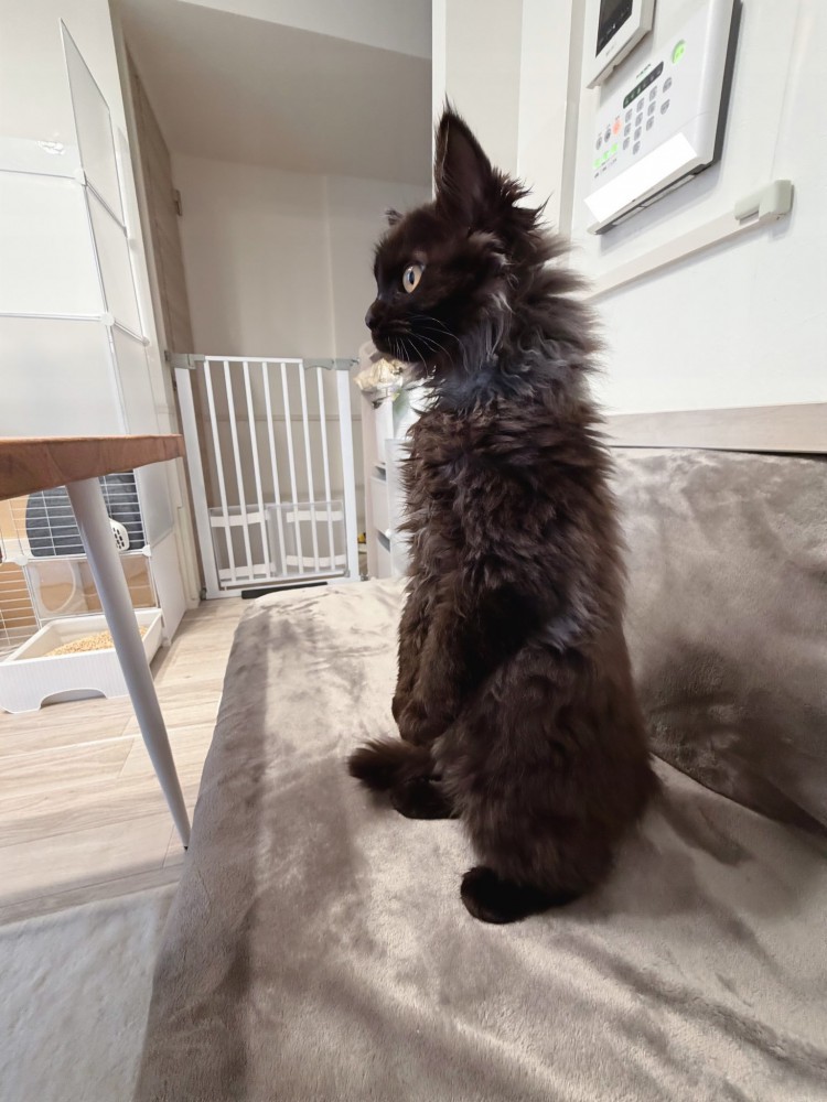 後ろ足で立つ猫