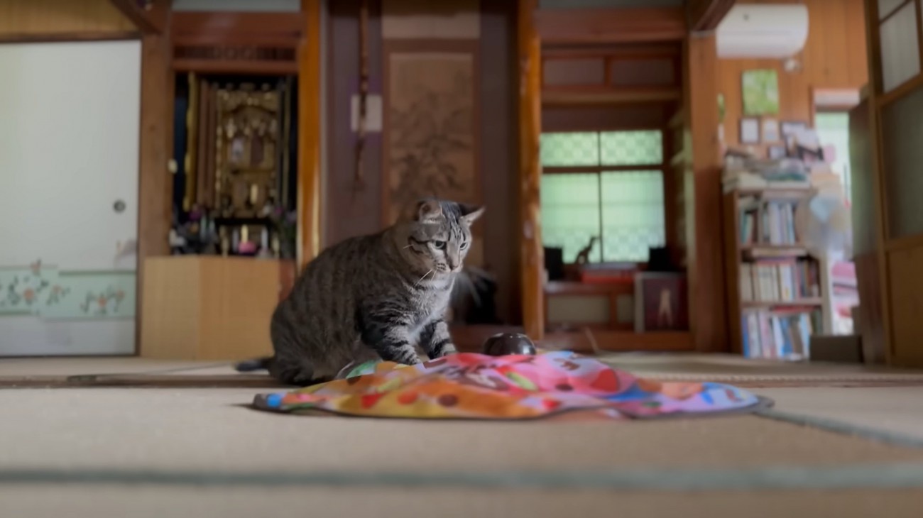 おもちゃで遊ぶ猫