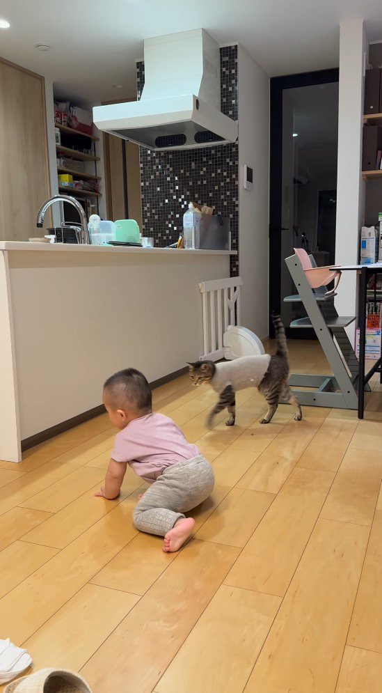 赤ちゃんの近くを歩く猫
