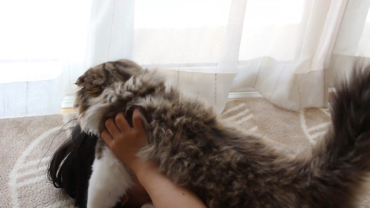 顔の上に