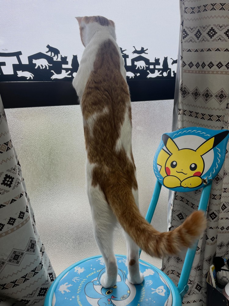 ベランダの猫