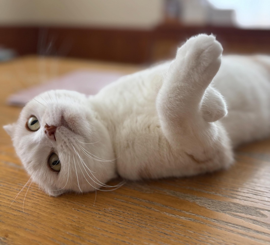 仰向けの猫