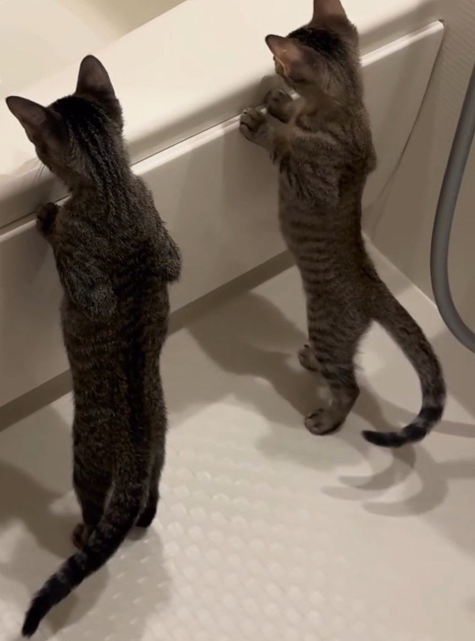 立ち上がる2匹