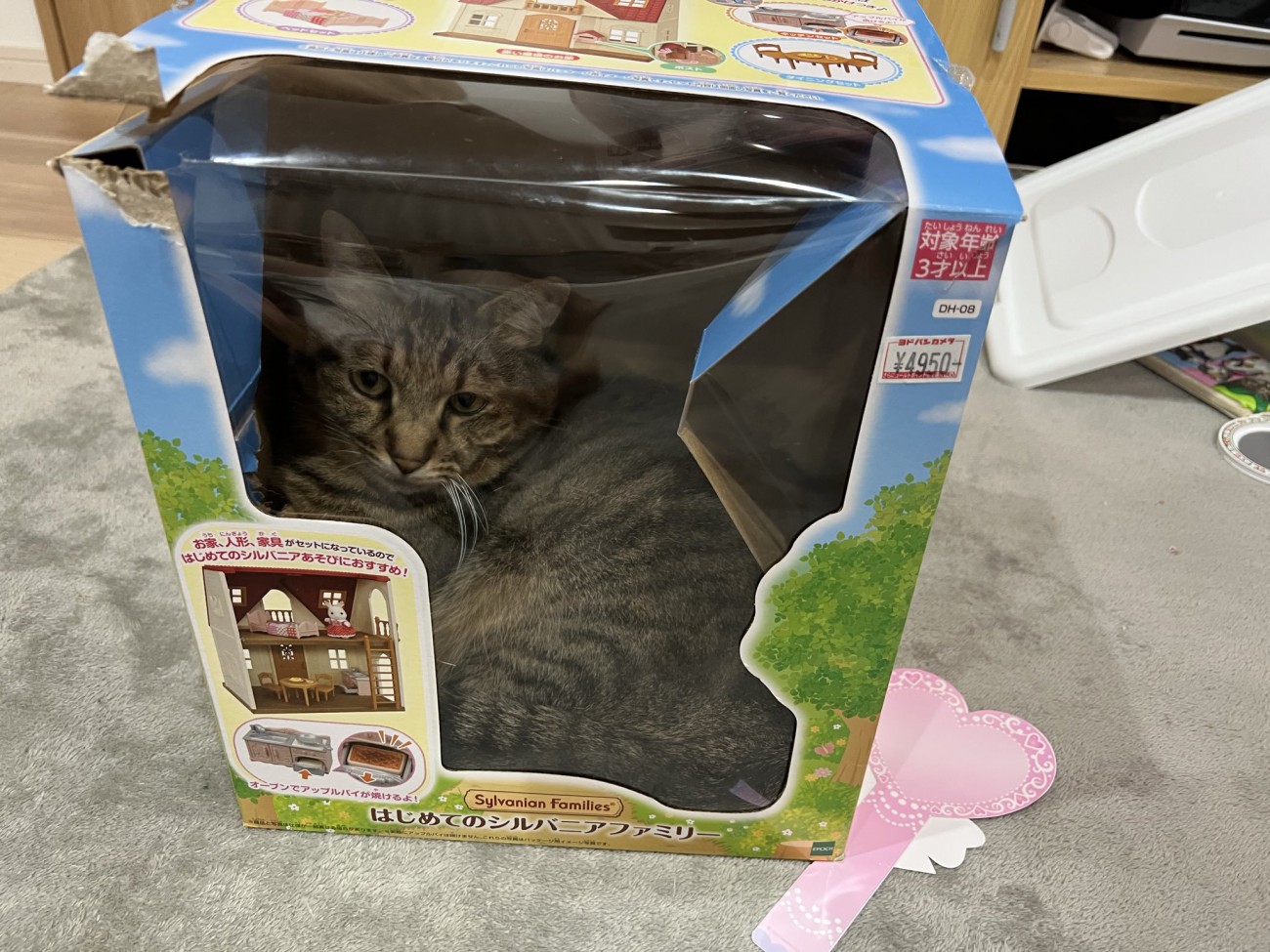 おもちゃの箱の小窓から覗く猫の姿