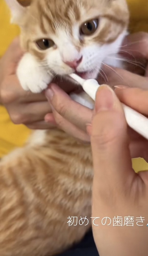 歯磨きをしている猫の写真2