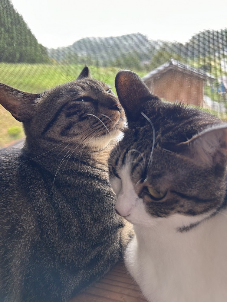 2匹で振り返る姿