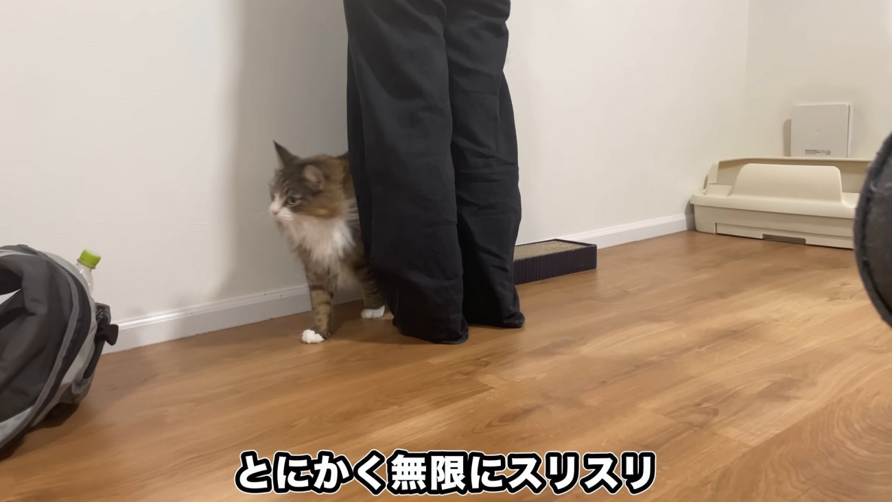 人の足元にいる猫