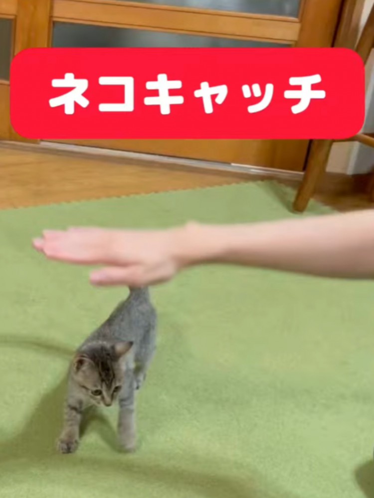 子猫の頭上に手を差し出した飼い主
